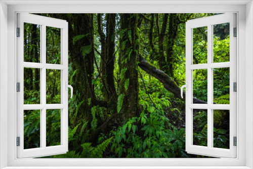 Fototapeta Naklejka Na Ścianę Okno 3D - Tropical rain forest