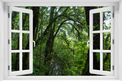 Fototapeta Naklejka Na Ścianę Okno 3D - Tropical rain forest