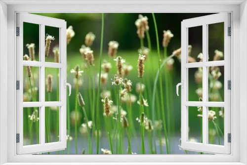 Fototapeta Naklejka Na Ścianę Okno 3D - ヘラオオバコの花が咲く