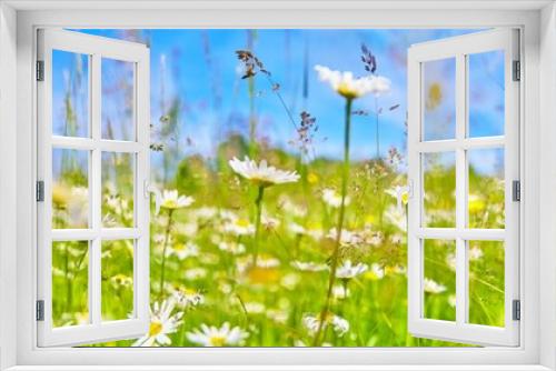 Fototapeta Naklejka Na Ścianę Okno 3D - Beautiful flower meadow with daisies.