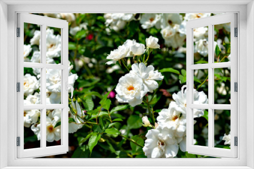 Fototapeta Naklejka Na Ścianę Okno 3D - White roses in full blooming at Ayabe garden in Japan