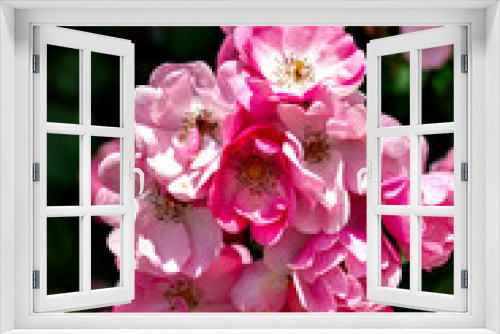 Fototapeta Naklejka Na Ścianę Okno 3D - Pink roses in full blooming at Ayabe rose garden in Japan