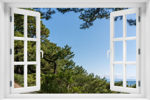 Fototapeta Naklejka Na Ścianę Okno 3D - 桂浜の松林の風景
