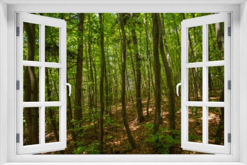 Fototapeta Naklejka Na Ścianę Okno 3D - spring green forest