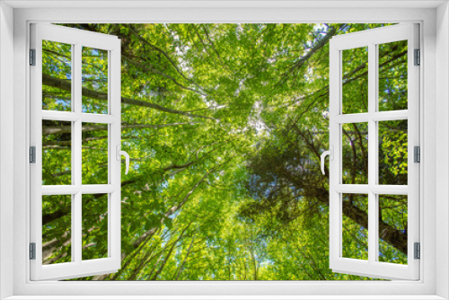 Fototapeta Naklejka Na Ścianę Okno 3D - green forest in summer time