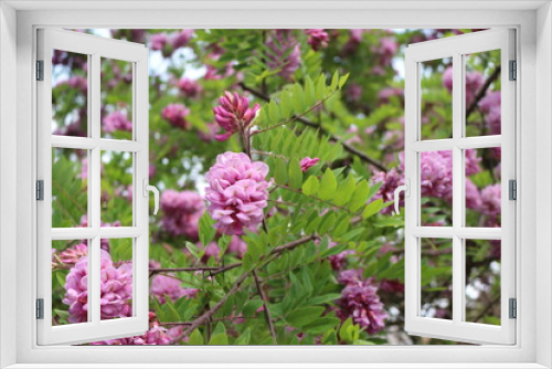 Fototapeta Naklejka Na Ścianę Okno 3D -  Pink acacia blooms in early summer. Her flowers are very fragrant and beautiful. 