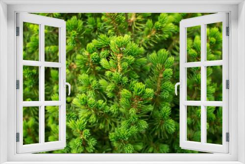 Fototapeta Naklejka Na Ścianę Okno 3D - Natural green background of a pine tree branch close up. 