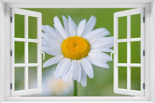 Fototapeta Naklejka Na Ścianę Okno 3D - Beautiful white daisy on the green natural background