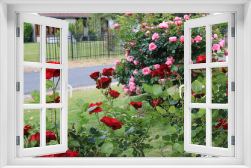 Fototapeta Naklejka Na Ścianę Okno 3D - Rosier rose