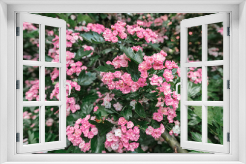 Fototapeta Naklejka Na Ścianę Okno 3D - Pauls Scarlet tree in bloom