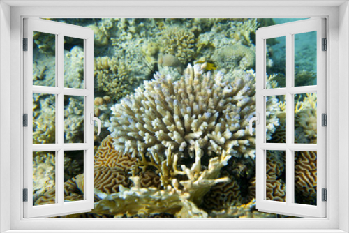 Fototapeta Naklejka Na Ścianę Okno 3D - Coral reef