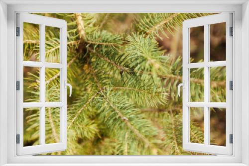 Fototapeta Naklejka Na Ścianę Okno 3D - Christmas fir tree branches Background. Young green needles, solar lighting. Pine or cedar branches close up, selective focus, copy space.