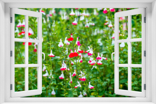 Fototapeta Naklejka Na Ścianę Okno 3D - 農業公園の花