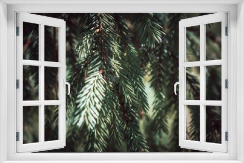 Fototapeta Naklejka Na Ścianę Okno 3D - Colorful Dark Green Spruce Branch with Dark Background