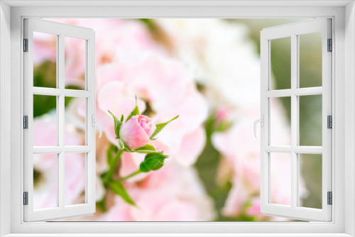 Fototapeta Naklejka Na Ścianę Okno 3D - バラ園に咲く薔薇の花