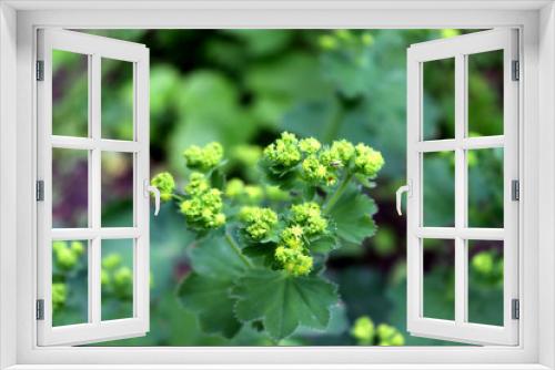 Fototapeta Naklejka Na Ścianę Okno 3D - Alchemilla mollis, the garden lady's-mantle or lady's-mantle in garden. It is an herbaceous perennial plant native to southern Europe and grown throughout the world as an ornamental garden plant.