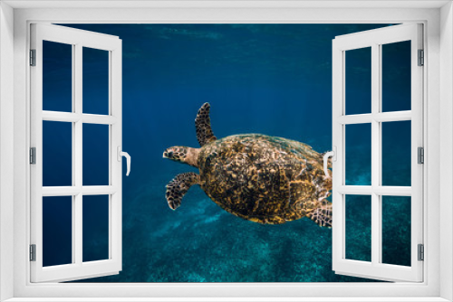 Fototapeta Naklejka Na Ścianę Okno 3D - Sea turtle swim in blue ocean. Green sea turtle underwater