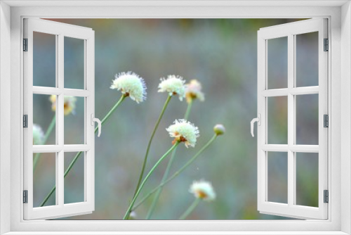 Fototapeta Naklejka Na Ścianę Okno 3D -  summer, sky, flower, beauty