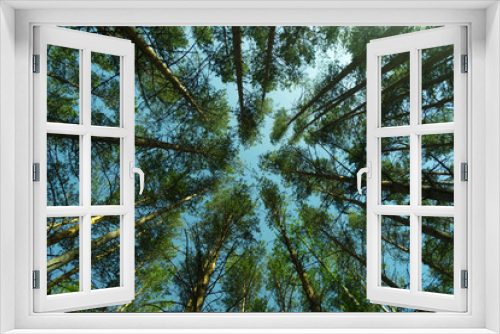 Fototapeta Naklejka Na Ścianę Okno 3D - Bottom view of the green trees on a sunny day