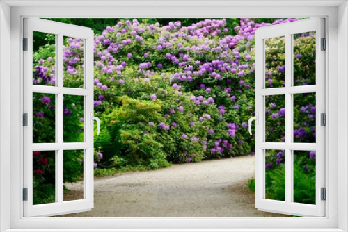 Fototapeta Naklejka Na Ścianę Okno 3D - Weg durch den blühenden Rhododendronhain im Berliner Tiergarten