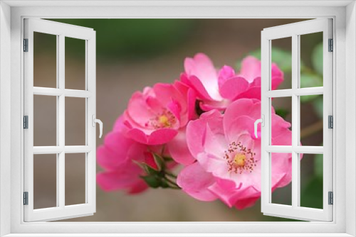 Fototapeta Naklejka Na Ścianę Okno 3D - バラの花