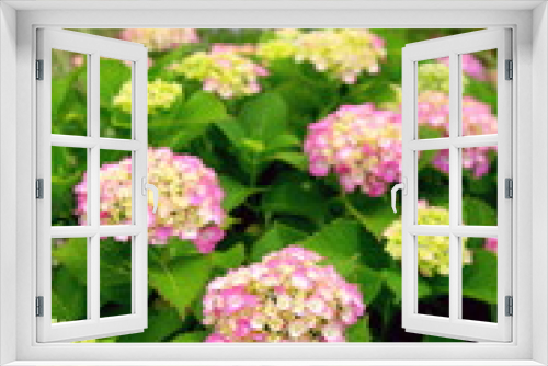 Fototapeta Naklejka Na Ścianę Okno 3D - 紫陽花咲く風景