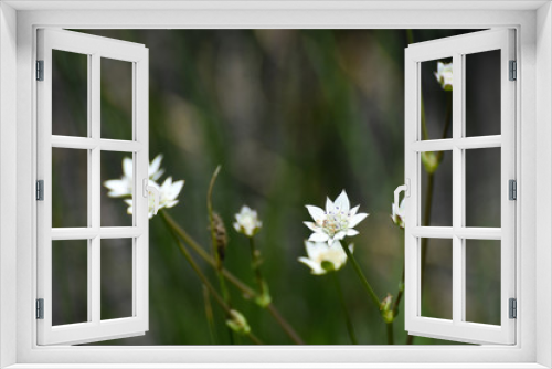 Fototapeta Naklejka Na Ścianę Okno 3D - Larger Tinsel Flowering Stems (Alepidea amatymbica), Limpopo, South Africa