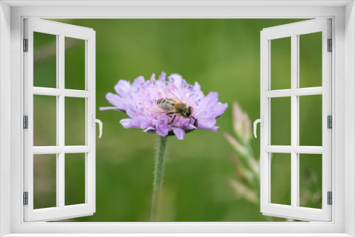 Fototapeta Naklejka Na Ścianę Okno 3D - Honeybee on Field Scabious Flowers in Springtime