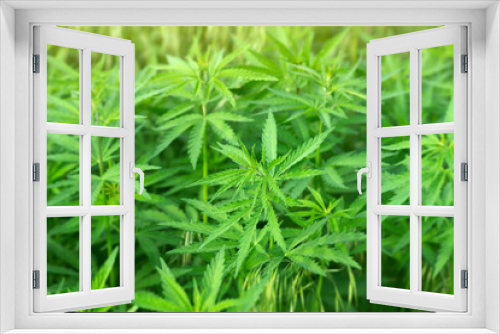 Fototapeta Naklejka Na Ścianę Okno 3D - wild hemp / marijuana growing on the field view from the top