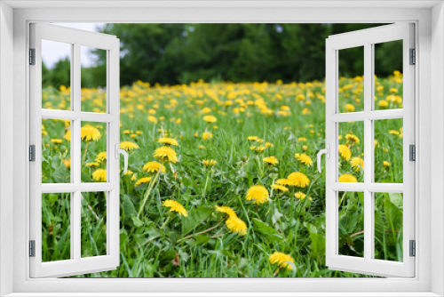 Fototapeta Naklejka Na Ścianę Okno 3D - field of yellow dandelions green meadow grass