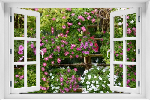 Fototapeta Naklejka Na Ścianę Okno 3D - pink Catharanthus roseus flower in nature garden