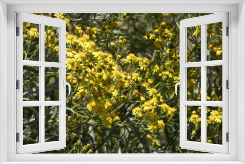 Fototapeta Naklejka Na Ścianę Okno 3D - Flores silvestres en primavera