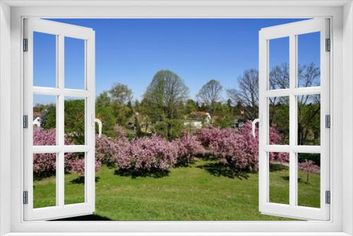 Fototapeta Naklejka Na Ścianę Okno 3D - Blick vom Fliegeberg (Lilienthalberg) auf blühende Kirschbäume