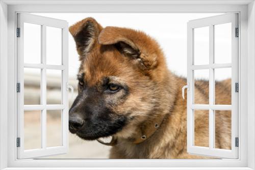 Fototapeta Naklejka Na Ścianę Okno 3D - Sheepdog puppy outside.