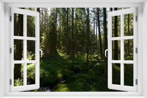 Fototapeta Naklejka Na Ścianę Okno 3D - Evergreen dense coniferous forest of tall firs along a forest stream with clear as mirror water