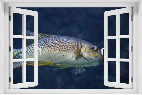 Fototapeta Naklejka Na Ścianę Okno 3D - Curious yellow/gold colored fish