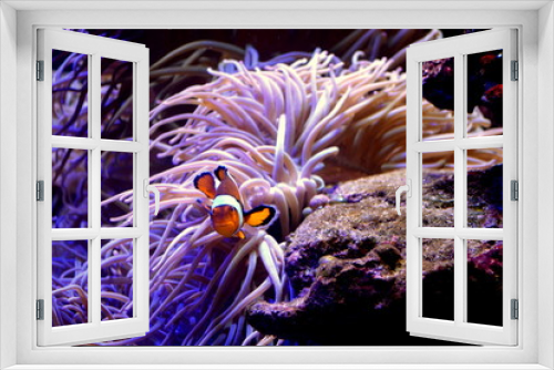 Fototapeta Naklejka Na Ścianę Okno 3D - tropical fish in aquarium, clown fish