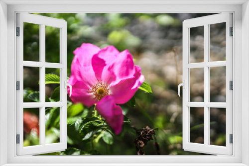 Fototapeta Naklejka Na Ścianę Okno 3D - Wild pink young rose