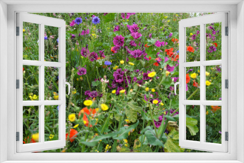 Fototapeta Naklejka Na Ścianę Okno 3D - Hohes Gras und bunte Blumen am Bahndamm - Stockfoto