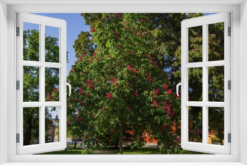 Fototapeta Naklejka Na Ścianę Okno 3D - Beautiful view of big old green tree with pink red blooming flowers. Beautiful nature backgrounds.