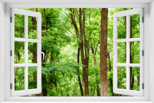 Fototapeta Naklejka Na Ścianę Okno 3D - panoramic view of green broad leaved forest, Sophora japonica forest, a leafy shade image