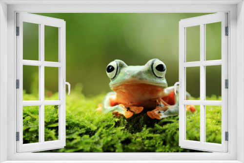 Fototapeta Naklejka Na Ścianę Okno 3D - tree frog, java tree frog, flying frog sitting on moss ( rhacophorus reinwardtii )