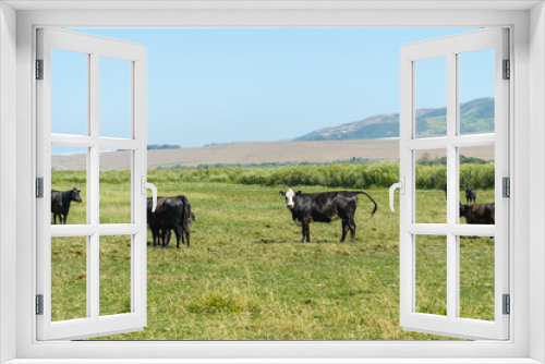 Fototapeta Naklejka Na Ścianę Okno 3D - Cows Grazing in a Green Meadow. Summer Landscape