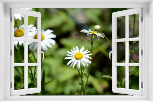 Fototapeta Naklejka Na Ścianę Okno 3D - Beautiful camomiles in a summer garden close up