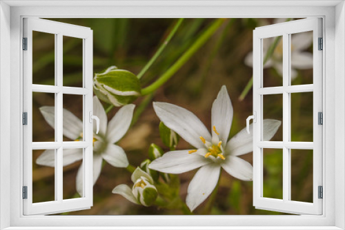 Fototapeta Naklejka Na Ścianę Okno 3D - White flowers ornithogalum, Shallow depth of field