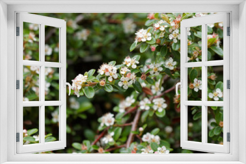 Fototapeta Naklejka Na Ścianę Okno 3D - (Cotoneaster dammeri) Teppich-Zwergmispel. Zweig mit Laub und Frühling weiße Blüten