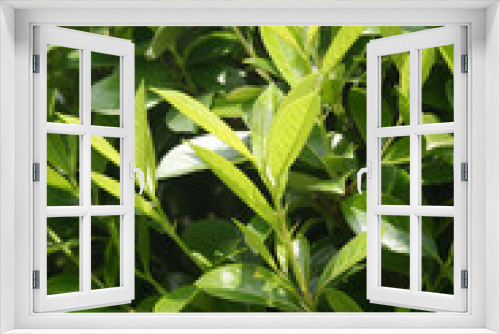 Fototapeta Naklejka Na Ścianę Okno 3D - Young fresh green leaves of Cherry laurel hedge growing in springtime. Prunus laurocerasus hedge with new leaves