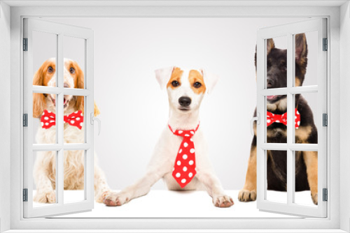 Fototapeta Naklejka Na Ścianę Okno 3D - Three funny dogs in red ties