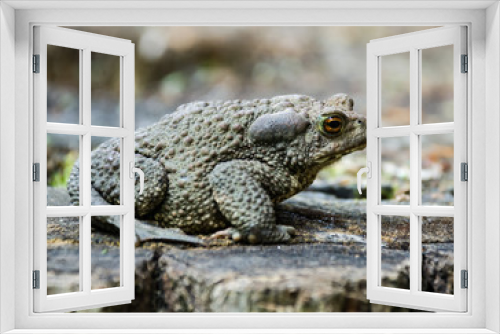 Fototapeta Naklejka Na Ścianę Okno 3D - Closeup of a nice frog. Wild animal