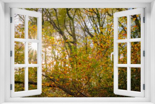 Fototapeta Naklejka Na Ścianę Okno 3D - Autumn Sun Star